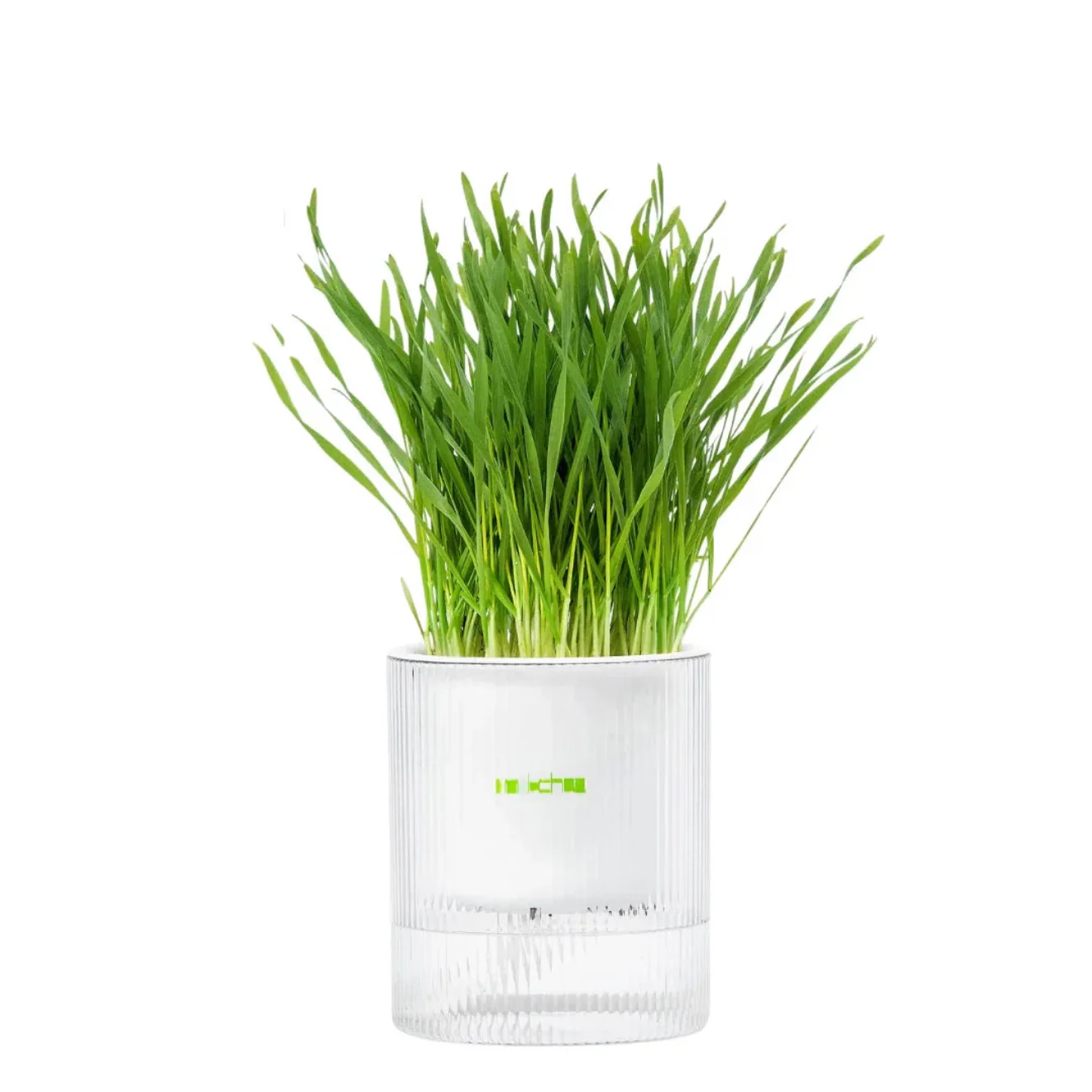 MICHU All-in-One Soil-Free Cat Grass Grow Kit with Australian Seed and Mulch, Made in Australia - Image 18