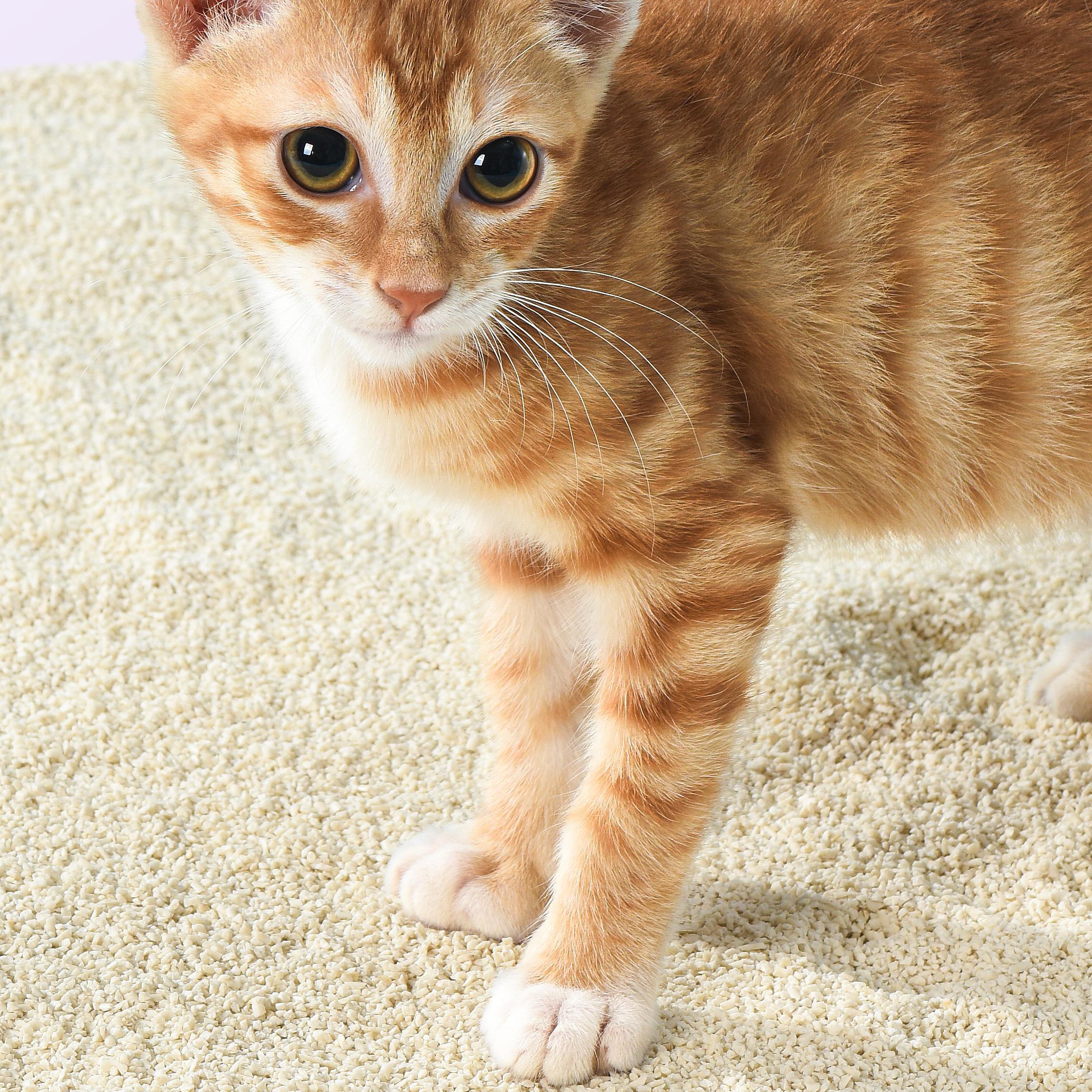 Michu Tofu Cat Litter for Kittens and Small Animals, Natural Crushed Formula, Plant-Based & Safe if Ingested 2.5kg/6L - Image 10