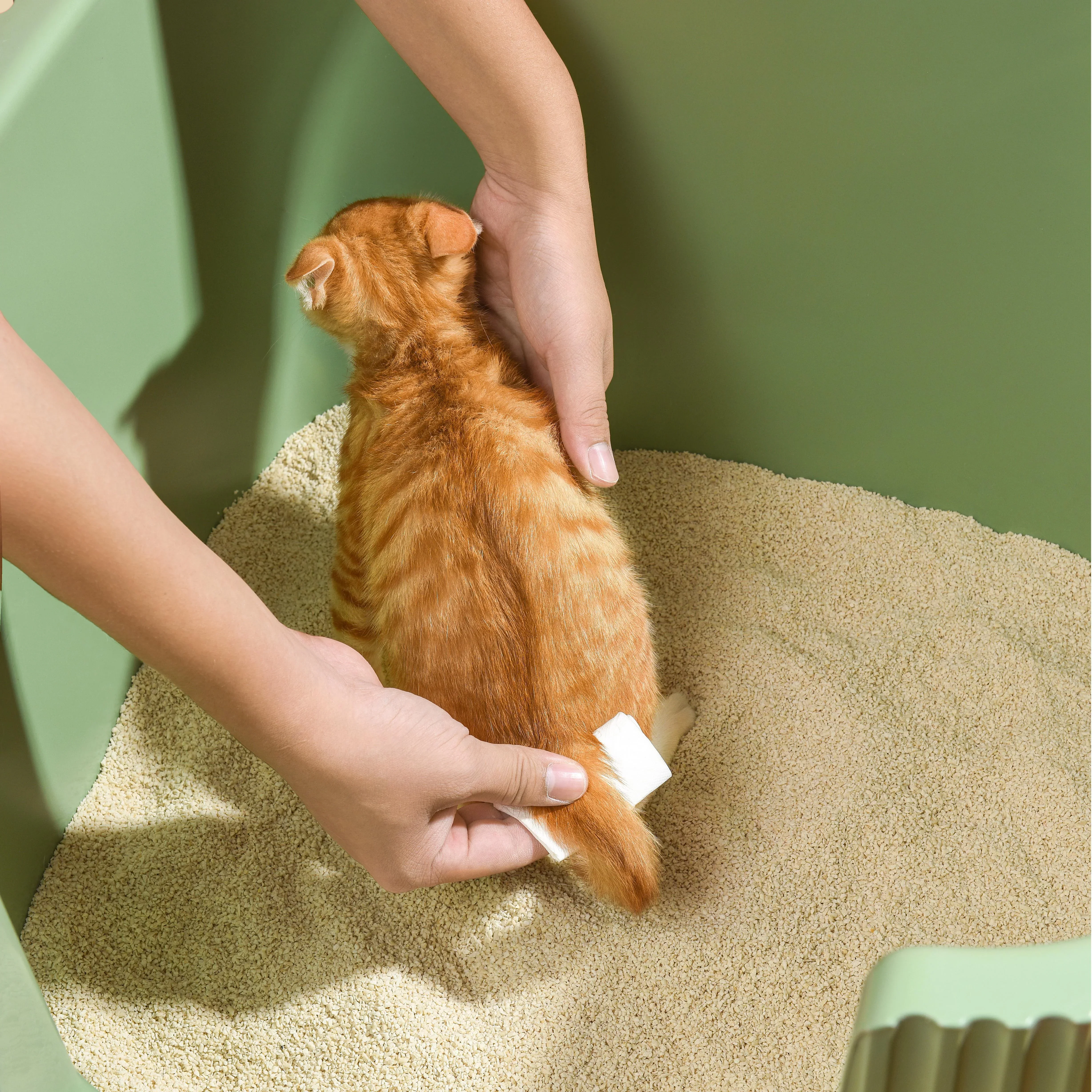 Michu Tofu Cat Litter for Kittens and Small Animals, Natural Crushed Formula, Plant-Based & Safe if Ingested 2.5kg/6L - Image 13